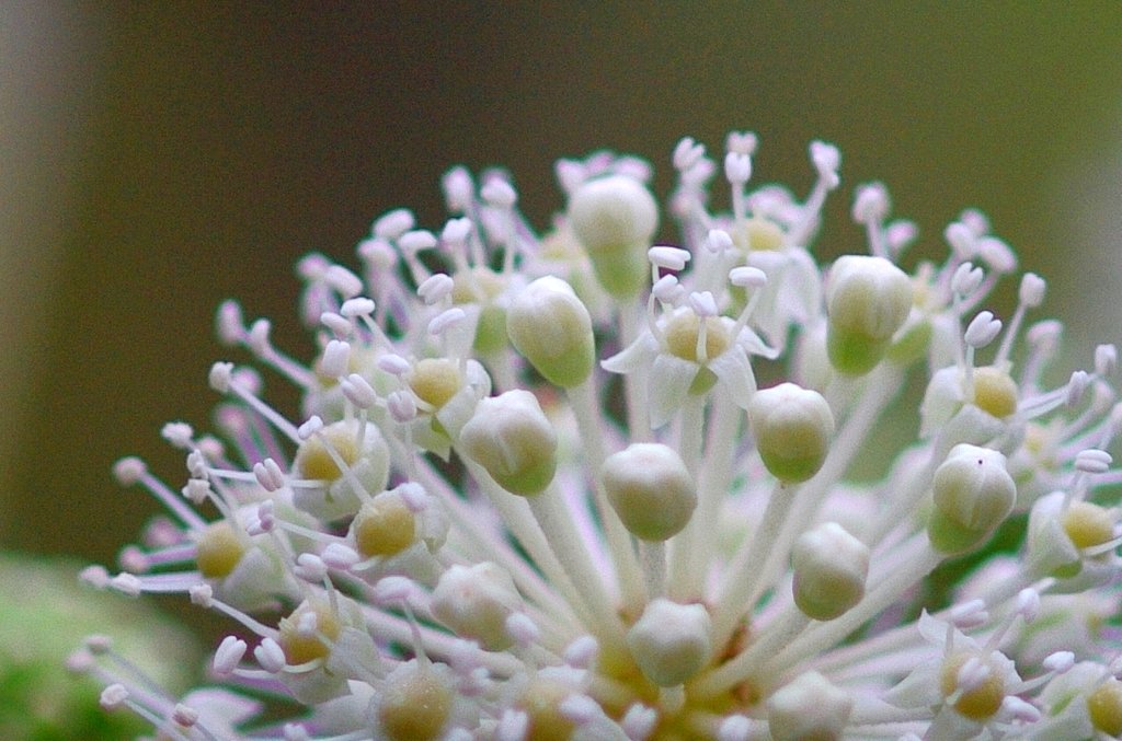 ヤツデの花たち