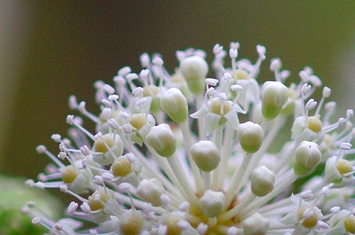ヤツデの花たち