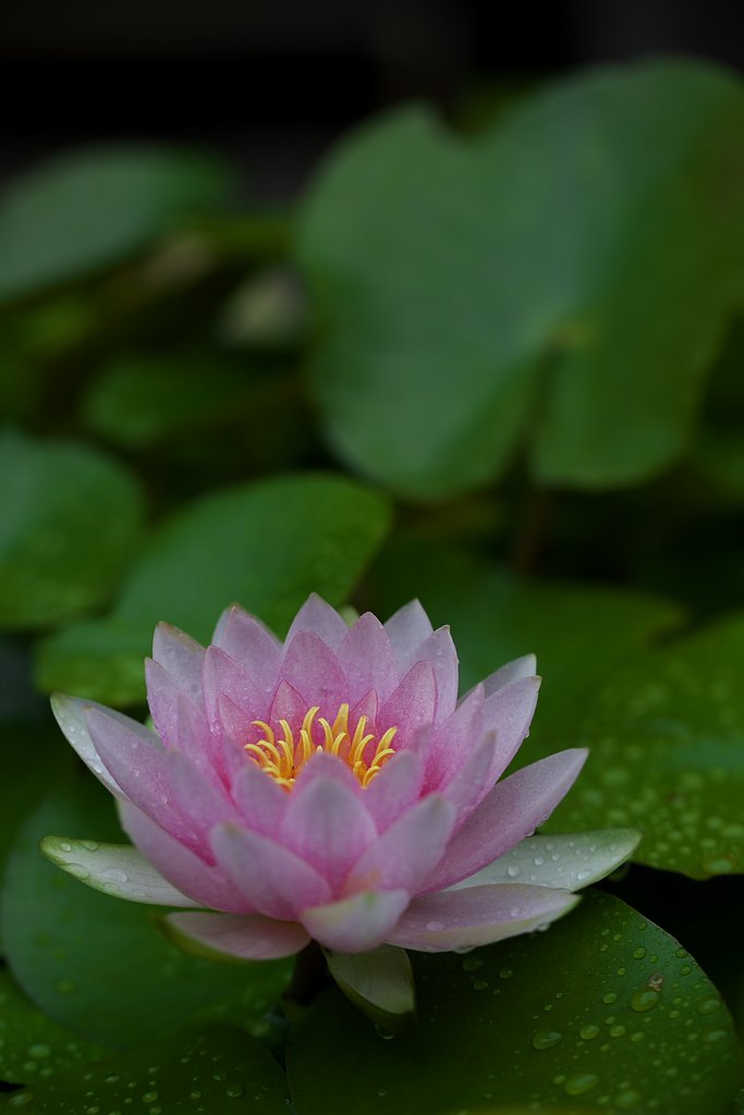 こちらも水連で