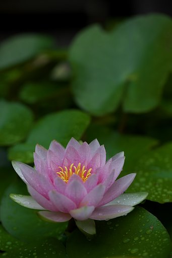 こちらも水連で