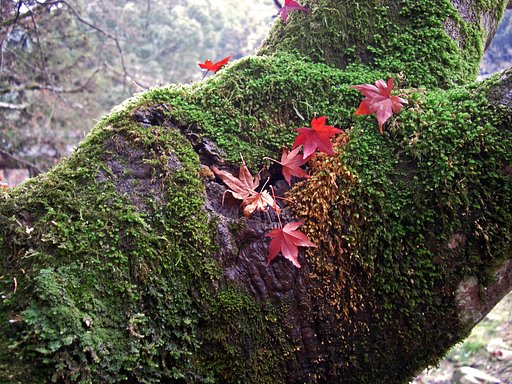 苔に紅葉