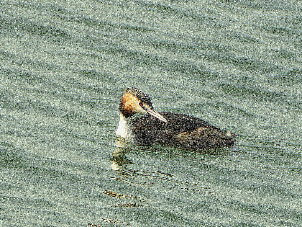 散歩で鳥見B