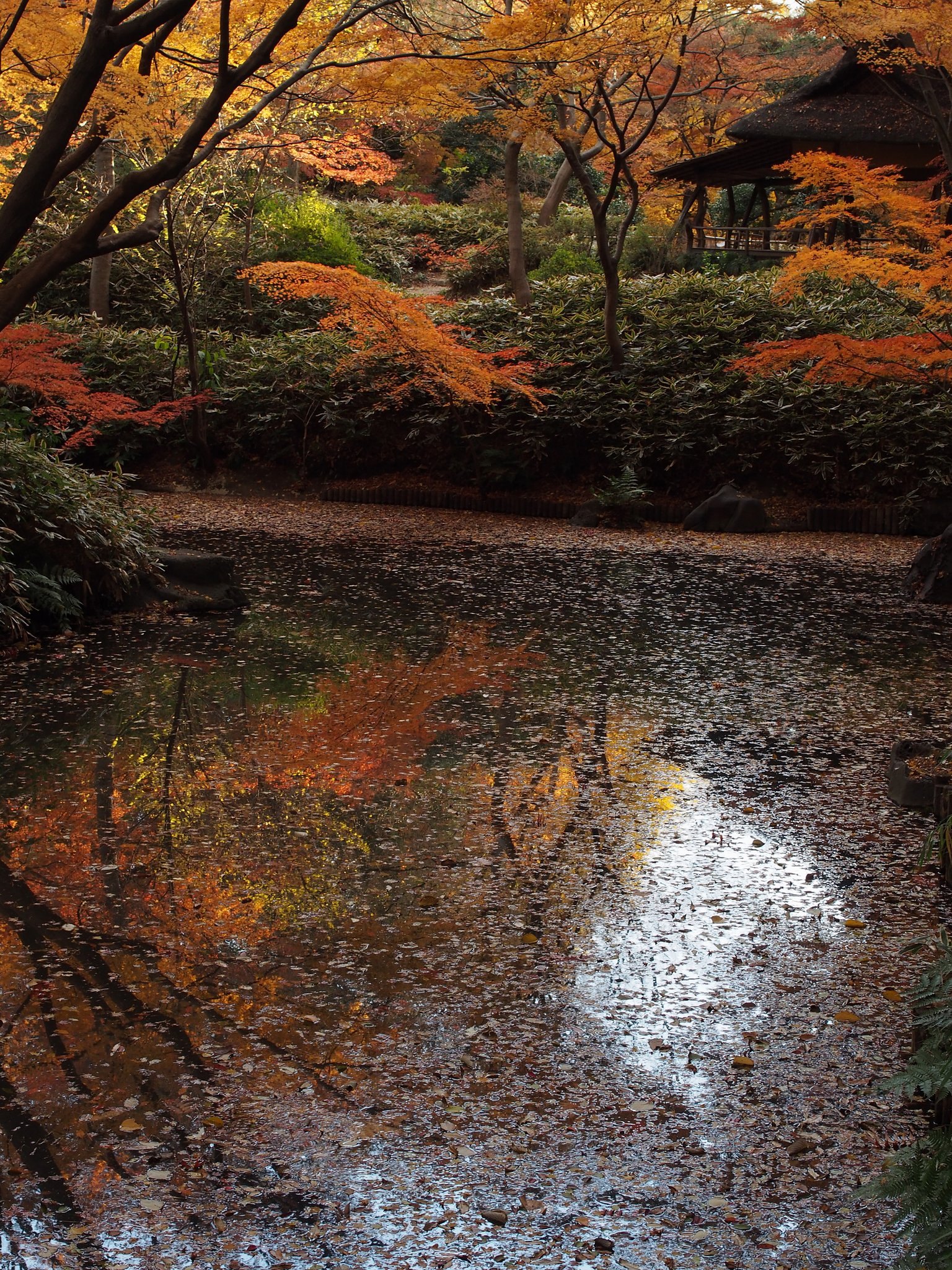 六義園終秋
