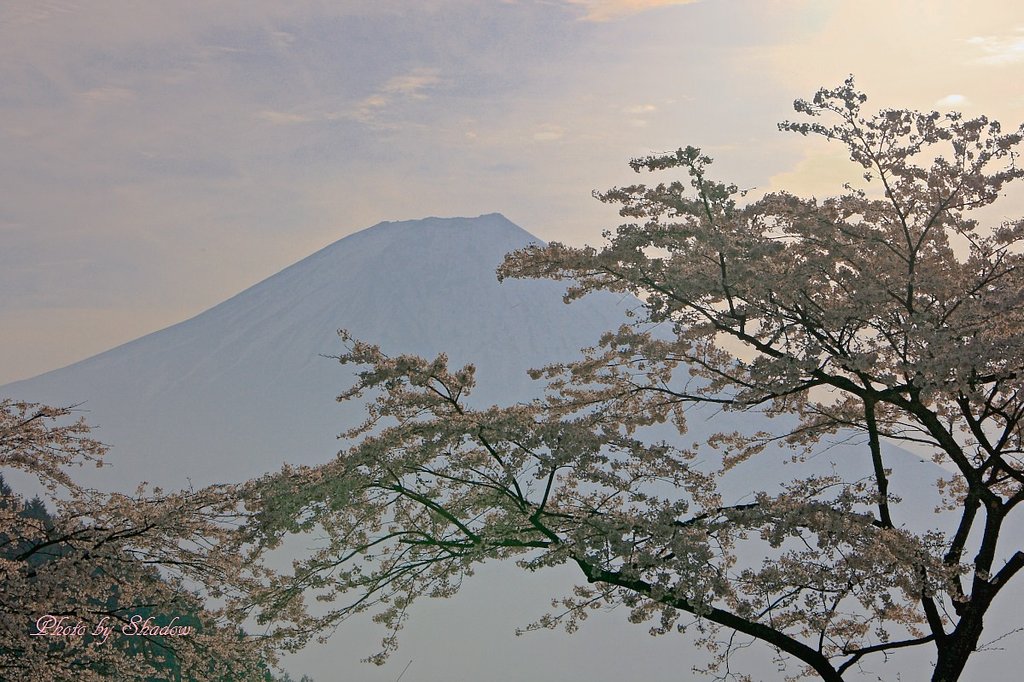 富士と桜