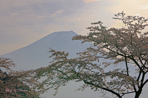 富士と桜