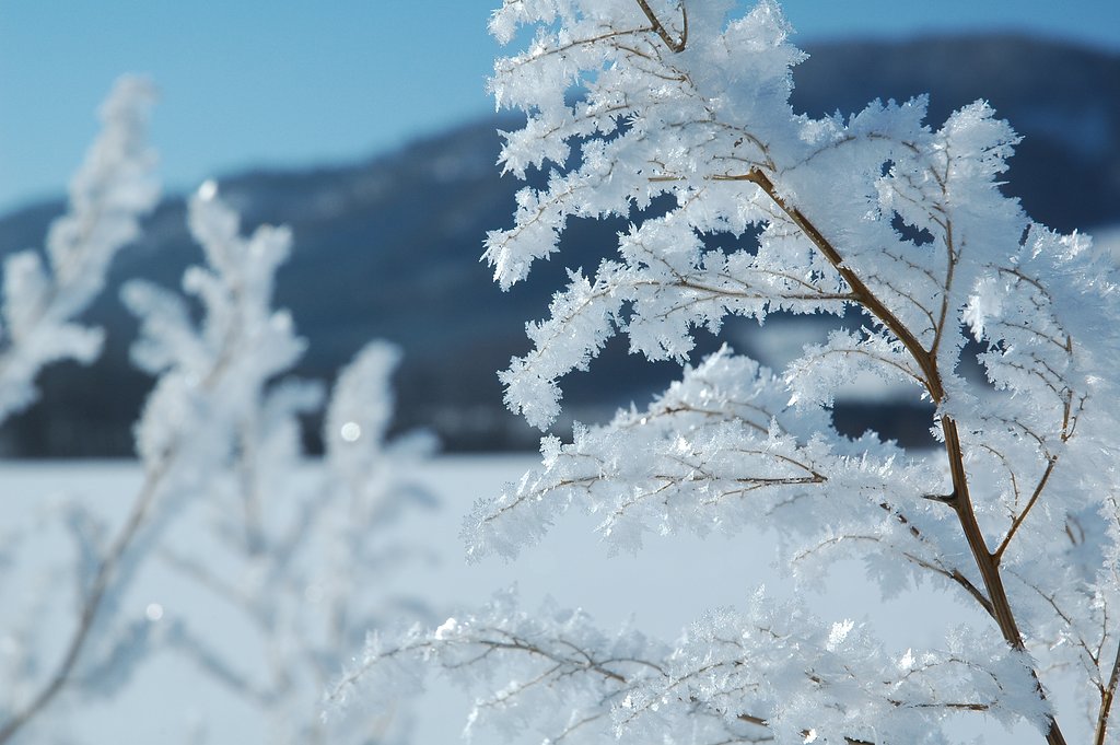 光と雪桜