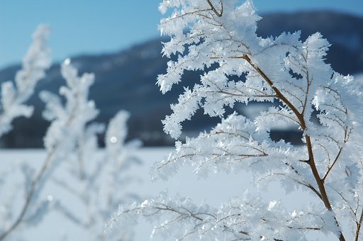 光と雪桜