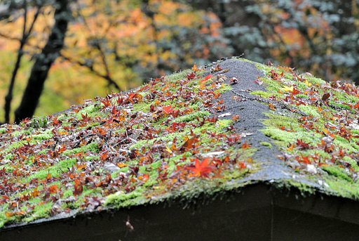 【街角（外れ）スナップ】紅葉
