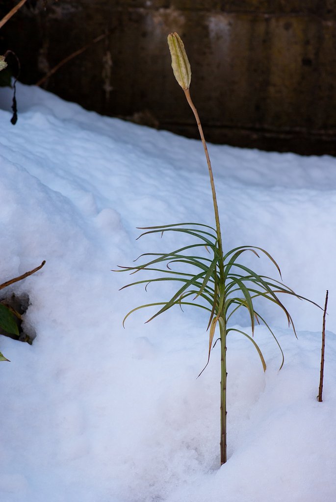 雪の中のスカシユリ？