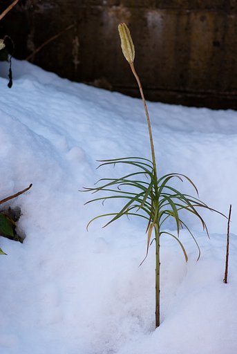 雪の中のスカシユリ？