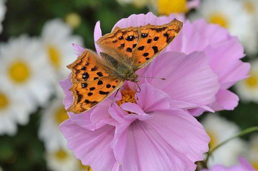コスモスとキタテハ