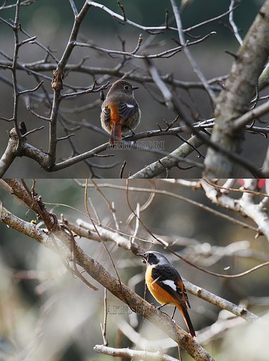 ジョウビタキのカップルさん、こんにちは。