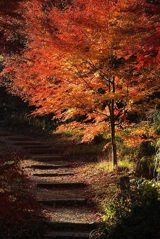 晩秋の小径