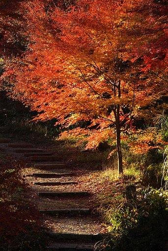 晩秋の小径