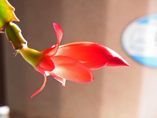 初開花