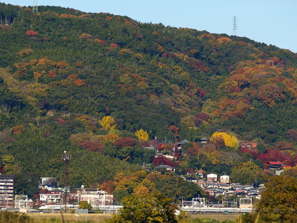 少し遠くの紅葉with新幹線