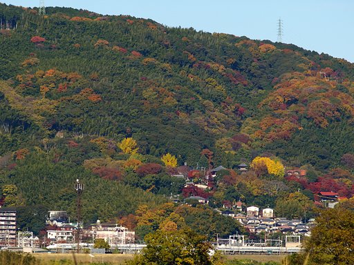 少し遠くの紅葉with新幹線