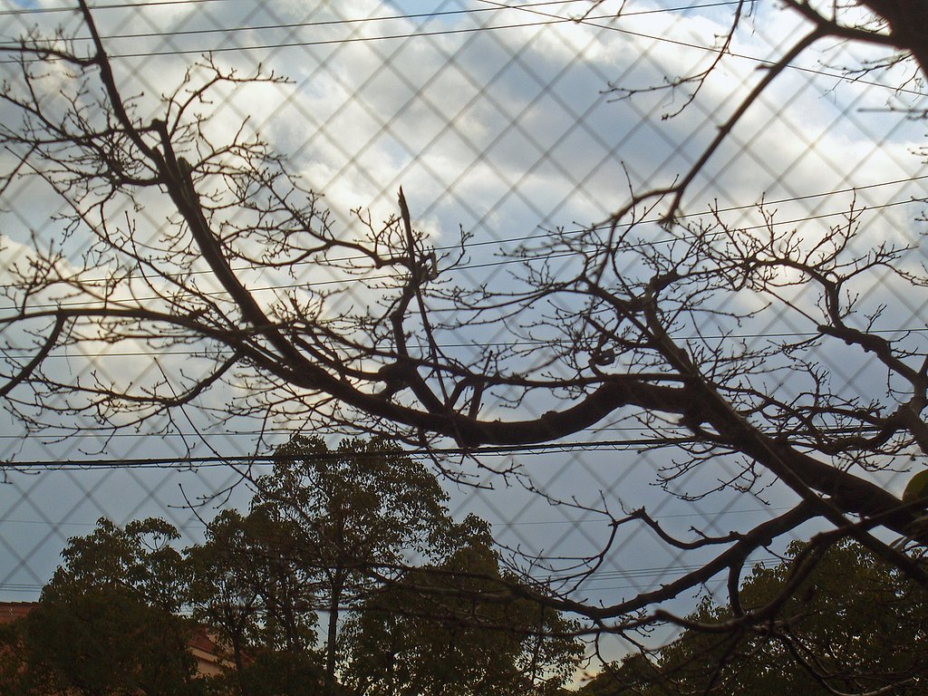 冬空