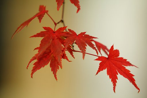 有終の赤