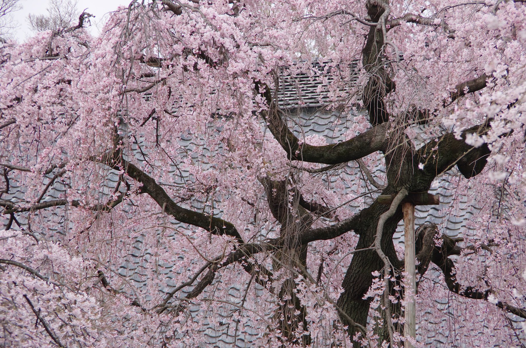 中院の枝垂桜