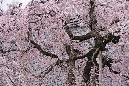 中院の枝垂桜