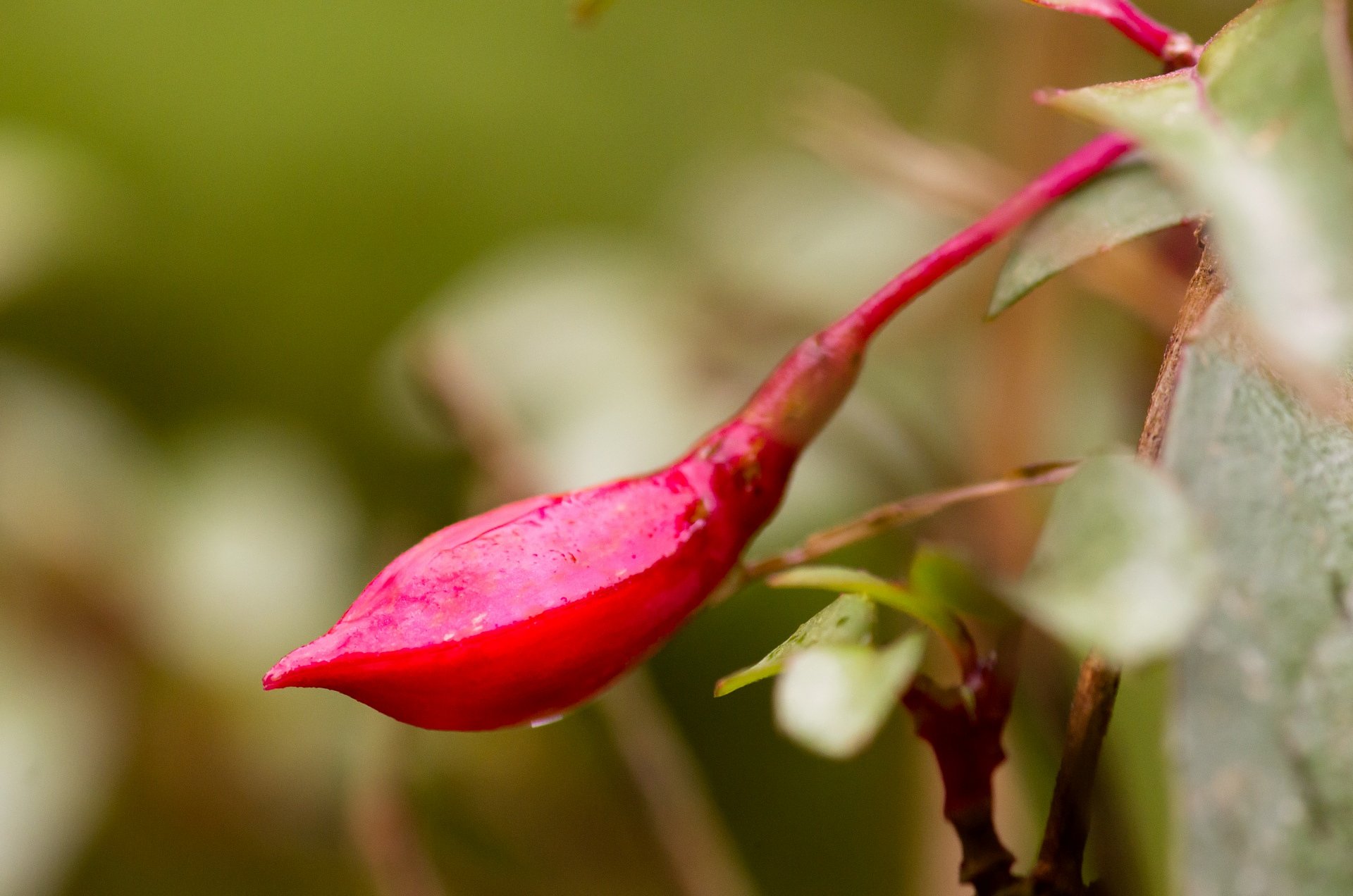 フクシアは開花しない・・？