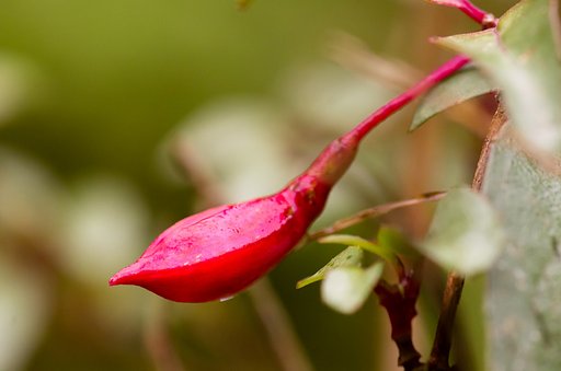 フクシアは開花しない・・？