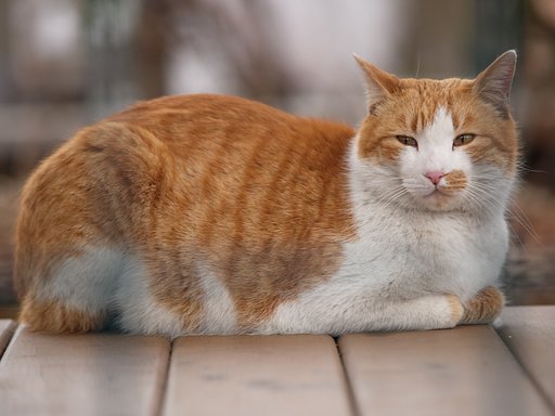 おふくろさん