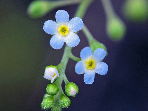 【ときめきのBLUE】キュウリ草
