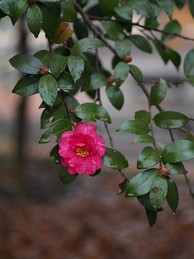 静かに年を越す山茶花