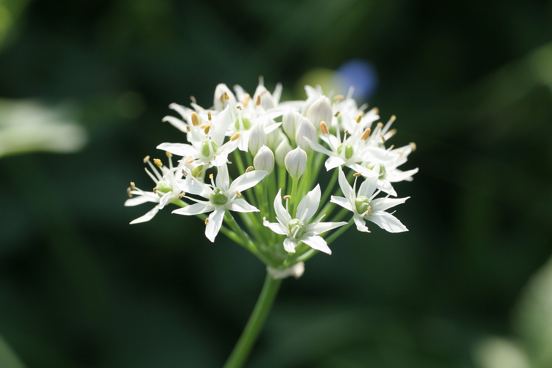 ニラの花