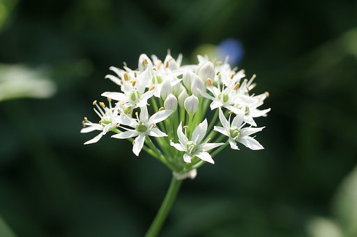 ニラの花