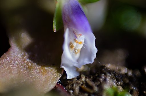冬の花:ムラサキサギゴケ。