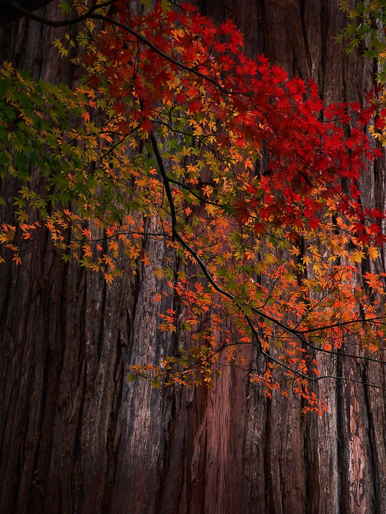 杉と紅葉