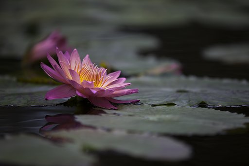 染まる心