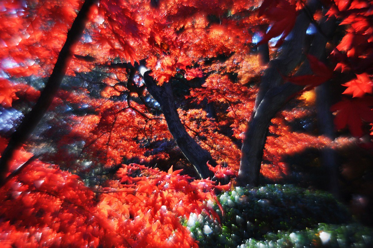 終盤の紅葉・・・