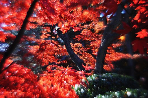 終盤の紅葉・・・