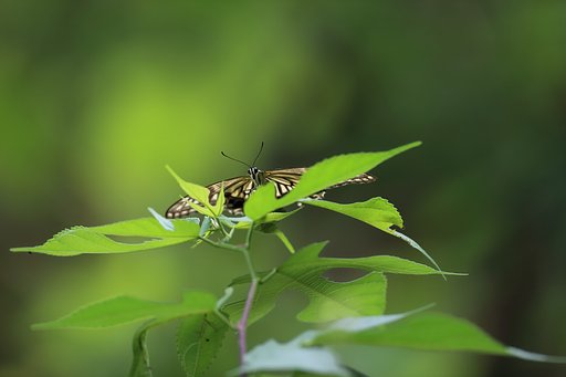 キアゲハと対面