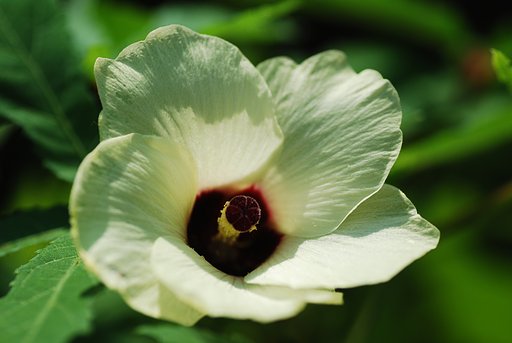 オクラの花