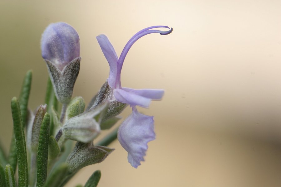 ハーブの花