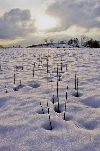 雪の中を生きる