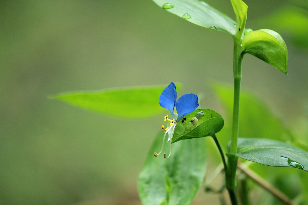 送り露草