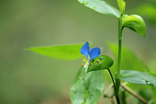 送り露草
