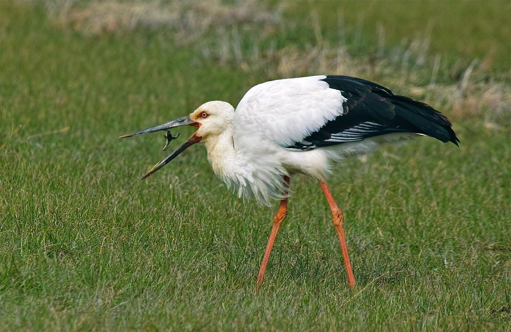 コウノトリ