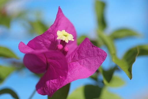 花が咲いてくれました