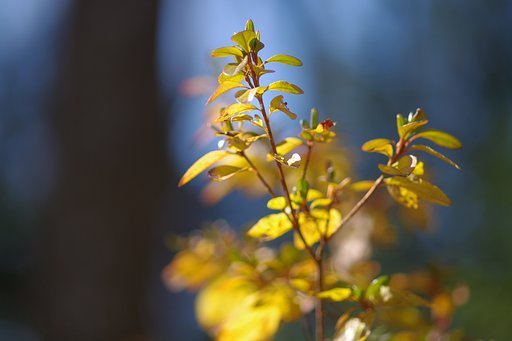 冬、燦燦
