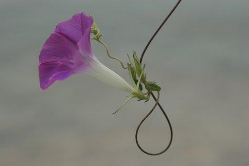 アサガオ　紫