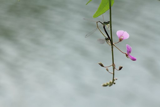 初秋の水辺