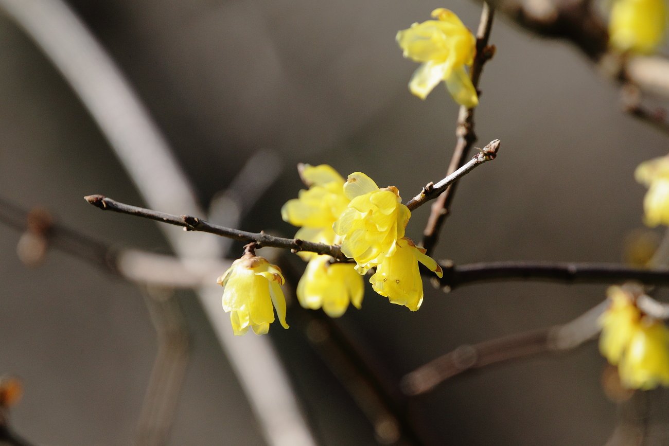 ロウバイ