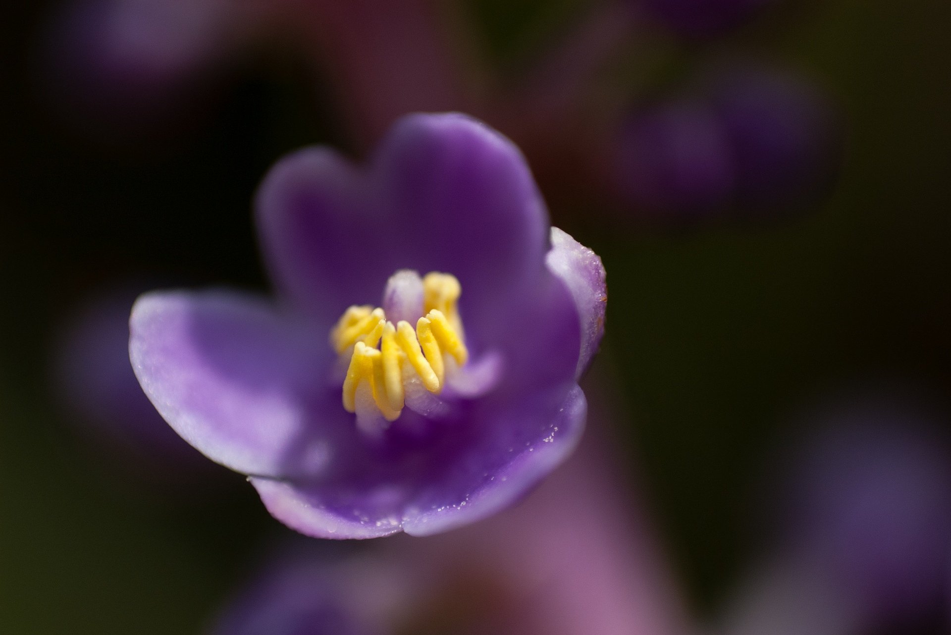 斑入りヤブランが開花。
